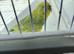Budgie
