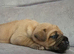Mastiff Bordeaux hybrid Puppies