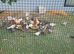 Zebra finches for sale