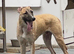 Handsome Lurcher boy looking for home