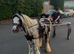 Ride and drive 11.1 filly