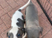 Beautiful pure whippet puppies for sale