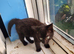 Black kittens