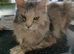 Maine coon and domestic kittens