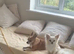 ️ Teddy - Beautiful Chihuahua Looking for His Forever Home ️