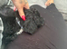Doxiepoo puppy