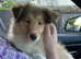 Sable and White RKC Rough Collie