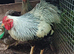 Silver pencilled wyandotte hatching eggs