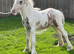 Red and white cob colt