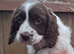Sprocker puppies
