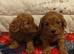 Gorgeous male and female Cavapoo puppies
