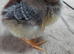 Grey Silver Dorking &ndash; Hatching Eggs