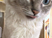 Ragdoll