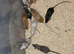 Fancy Mice Babies available, Mostly Females