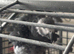 proven breeding male african grey