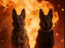 Belgian Malinois Puppies
