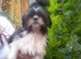 Shih Tzu puppies