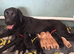 Exceptional Kc registered Labrador puppies