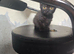 British shorthair mix kittens and mother for sale