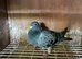 Racing pigeons for sale