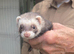 Lovely Jill Ferret for sale