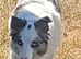 Blue and Tri Blue Merle