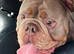 English bulldog