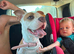 American bulldog