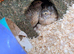 Jumbo and normal Coturnix/Japanese