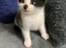 2 boy 2 girls available