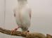 2025 proven red mosaic hen