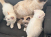 Stunningly cute and confident rare flame point kittens