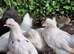 Cheshire Blue Pullets
