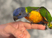 Hand-Reared Rainbow Lorikeet