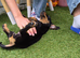 miniature  female dachshund for new family