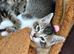 Tabby Kittens