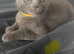Grey kittens