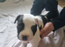 Staff puppies for sale