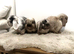 Bonded neutered mini lops &pound;100-&pound;200