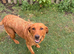 Fox Red Labrador Girl Wanting Family Home Only