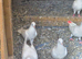 Malawi pigeon