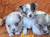 Long haired Chocolate & Chocolate Merle puppies