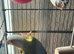 Conures