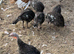 Bronze turkeys