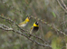 Cuban Finch - Bonded Pair