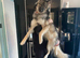 Stunning Shepsky for Rehoming