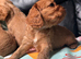 Ruby King Charles Cavalier Health Tested