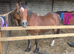 For share 15hh Welsh sec D 1-2 days per week