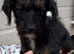 1 beautiful Jackapoo puppy available to go today