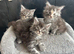 Last few Maine Coon Kittens For Sale
